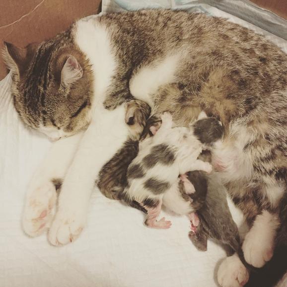 母猫生了四只小猫咪,老二是美男子,老四是萌萌哒"软妹子"