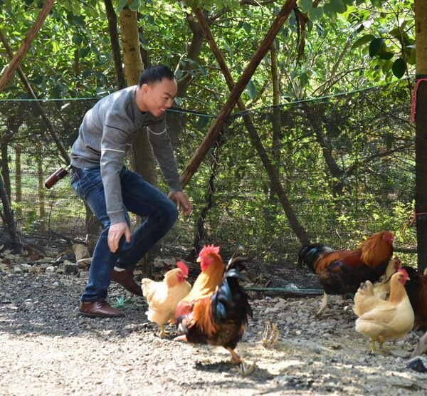 广东连山金子山的鸡成"战斗鸡",为躲避厨师抓鸡集体飞树上