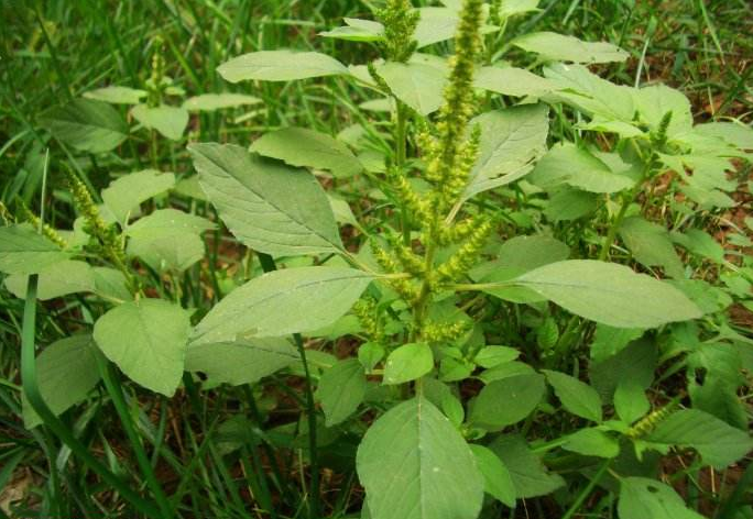 农村随处可见的野菜,过去农民用来喂猪,如今成为纯天然绿色美食|苋菜