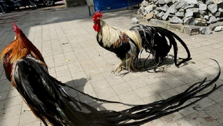 新品种长尾巴公鸡价值昂贵,市民坦言:白送也不敢吃!