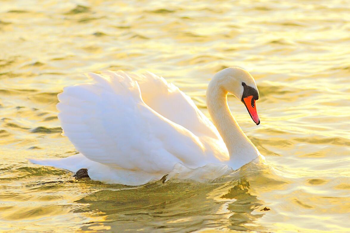 瘦天鹅减肥瘦身的四大核心是什么减肥遇到平台期怎么办