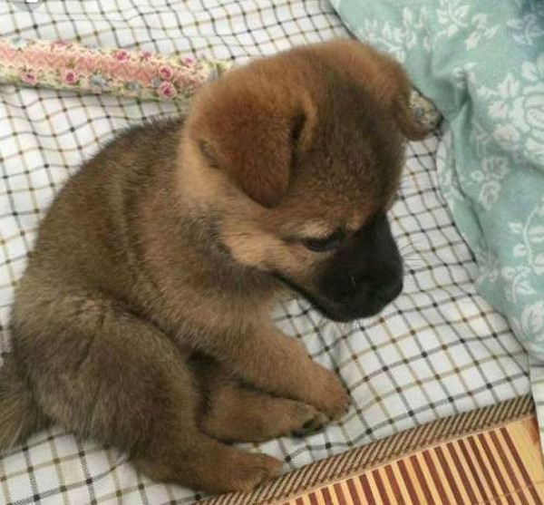 儿子捡回一只脏臭土狗,主人嫌弃丢垃圾堆,2天后肠子悔青了