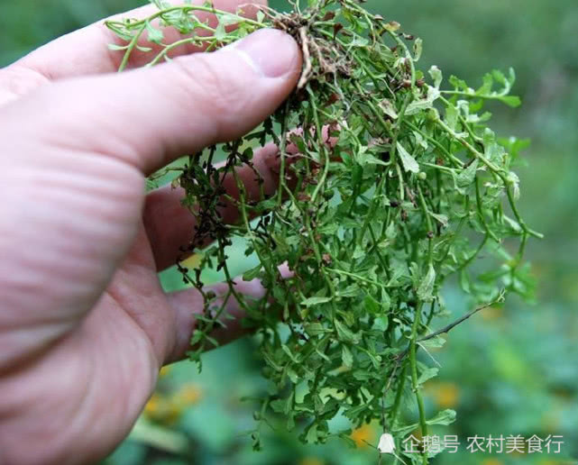 这野草鹅都不吃,如今却是"鼻炎"的良药,农民称为"鹅不食草"