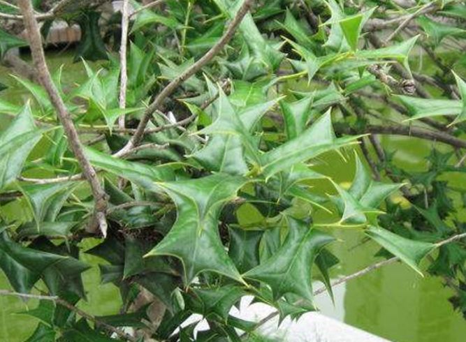 农村这长满刺的野草,农民看见就砍掉,须不知它是解蛇毒的良药