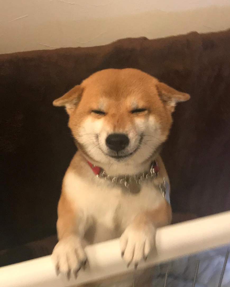 种种迹象表明,呆萌的柴犬可能是喵星人派来打入狗狗内部的卧底