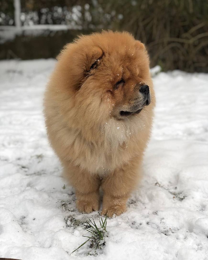 了解一下狗狗的七十二般变化养一只就像开了一家动物园