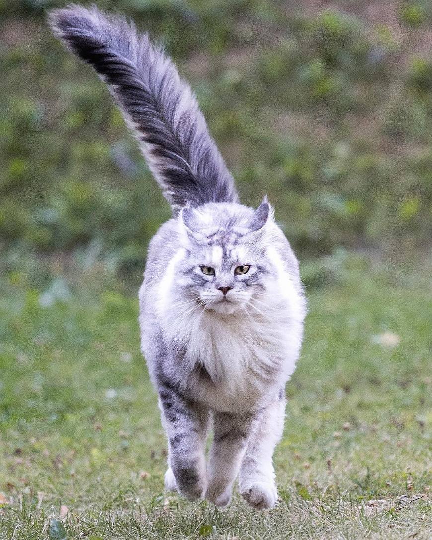 五种具有高贵气质的喵星人,举手投足间都自带一股仙气