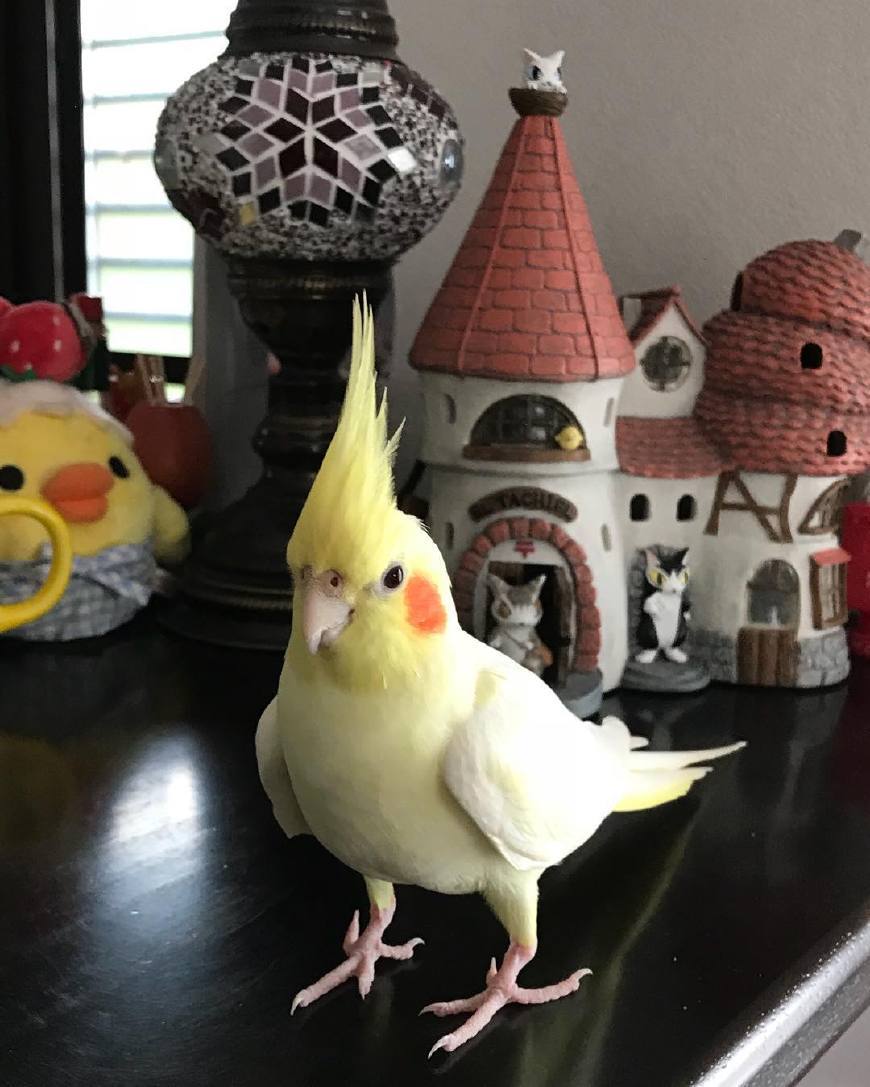 作为宠物鸟中的颜值巅峰,玄凤鹦鹉最有特色的就是这对小腮红了