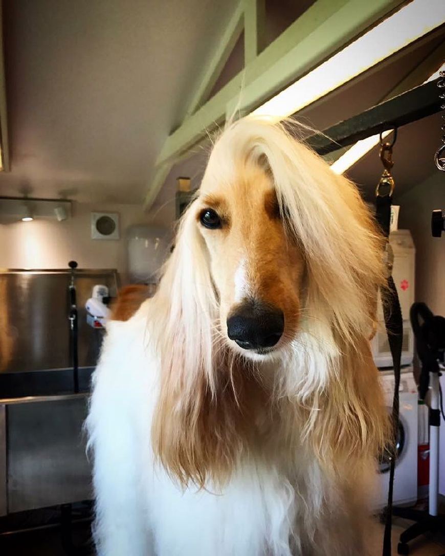 一头飘逸长发尽显高贵气质,阿富汗猎犬可以算是汪星社会名流了