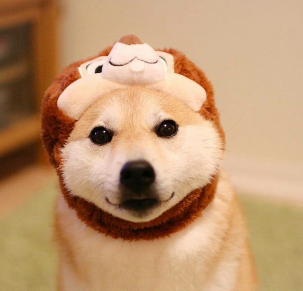 一只翻脸比翻书还快的小柴,看到妈妈笑嘻嘻,爸爸一来,立马翻脸|柴犬