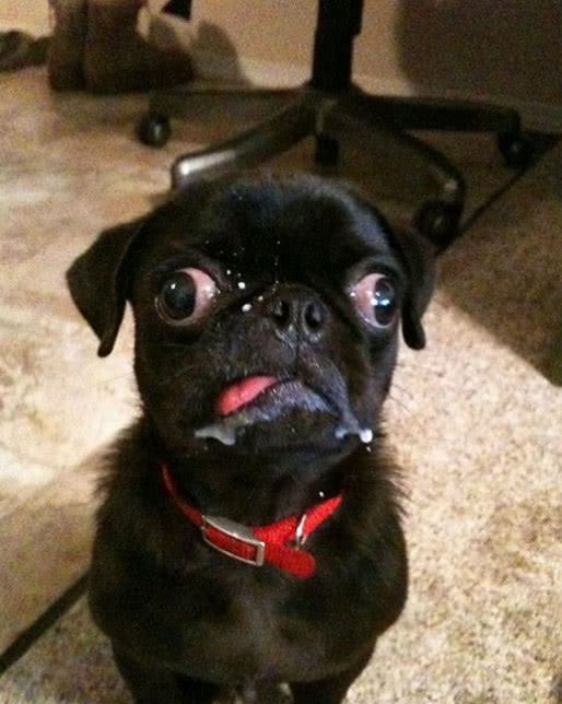 当动物恐惧的时候是什么样?表情一个比一个亮,网友:全是戏精!