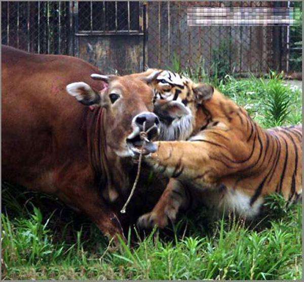 实拍万兽之王老虎大战水牛, 秒杀猎物只需3分钟!