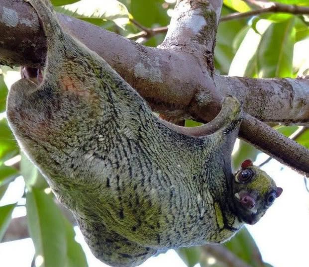 地球上几个你可能没见过的稀有动物,很难想象它们是真实存在的