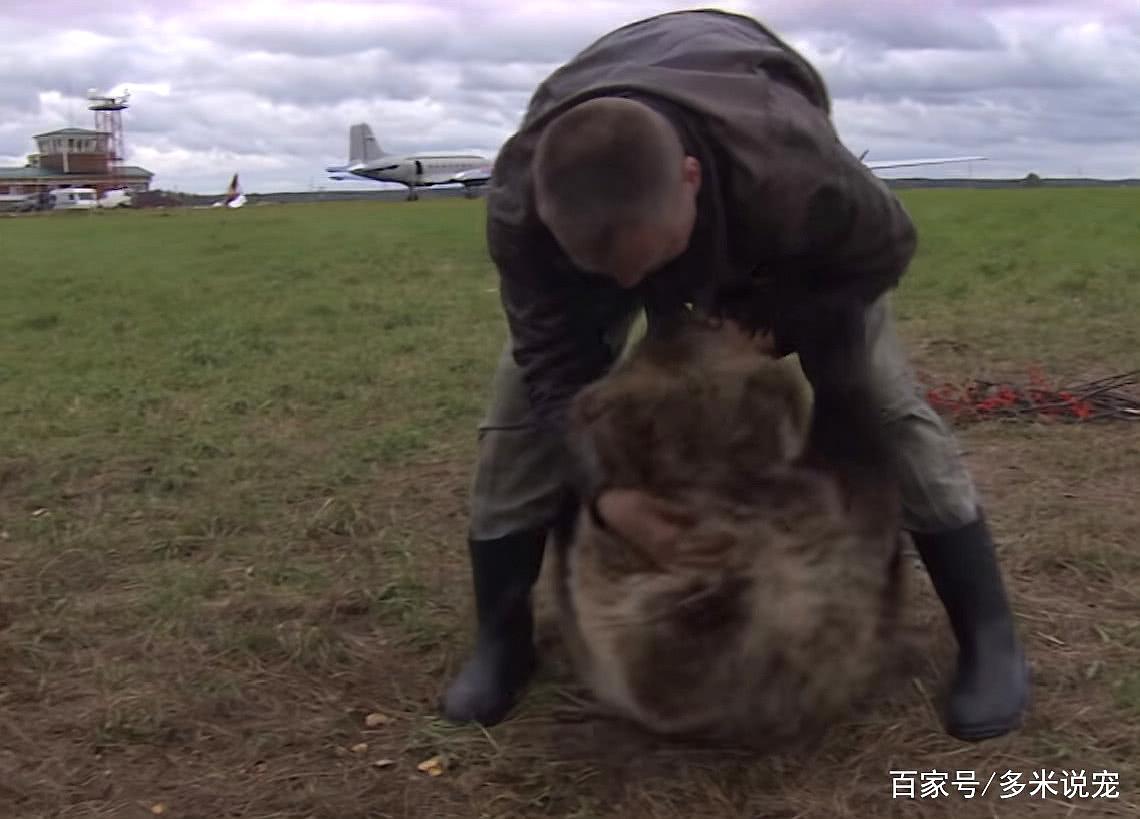 棕熊偷吃西瓜,俄罗斯人直接撂倒挠痒,熊:嘿嘿,还你行不!