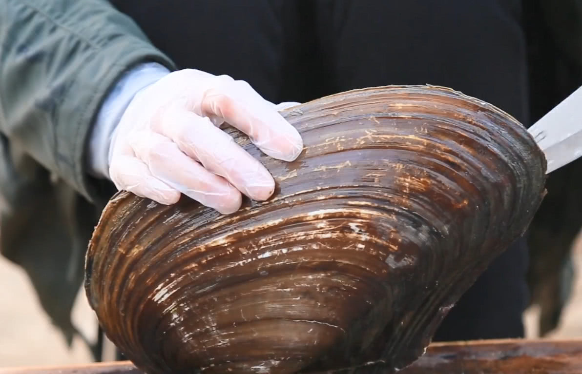 河边掏出一个大河蚌,切开的那一刻看馋了,简单爆炒一锅很美味