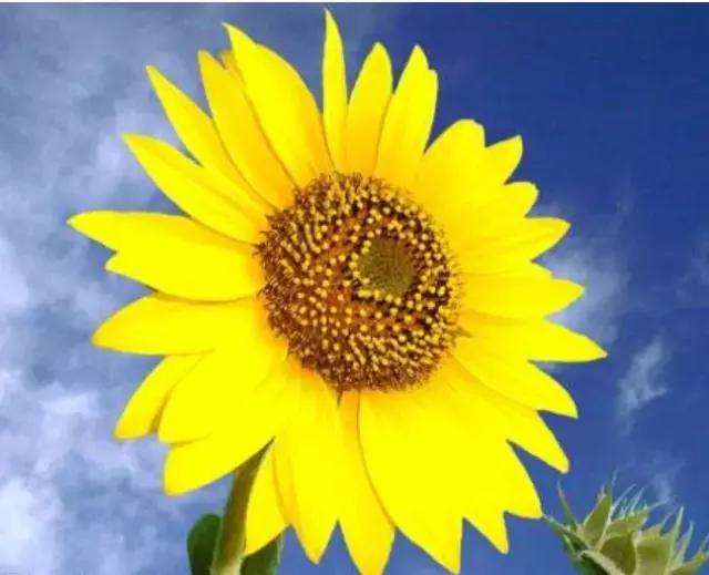 心理测试:4朵幸运花,哪朵最美?测你近期哪种好运最旺