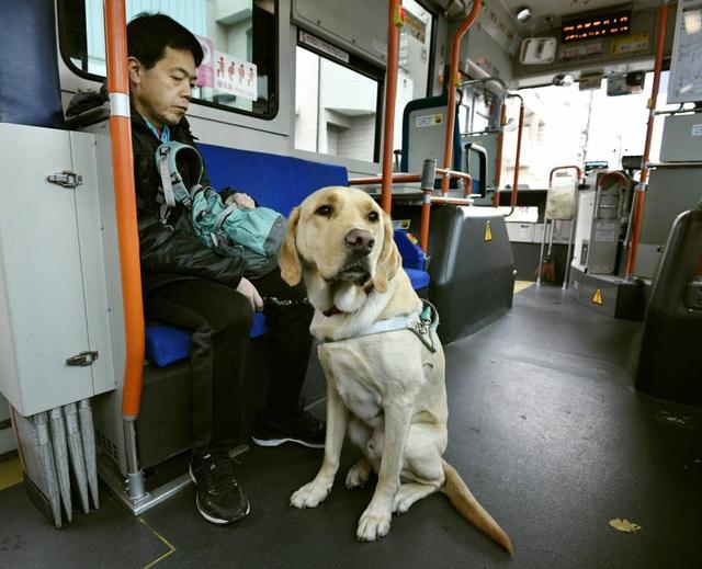 导盲犬是怎么炼成的?它们的乖巧和聪明,都是汗水凝成的成果|导盲犬|狗狗|主人_新浪新闻