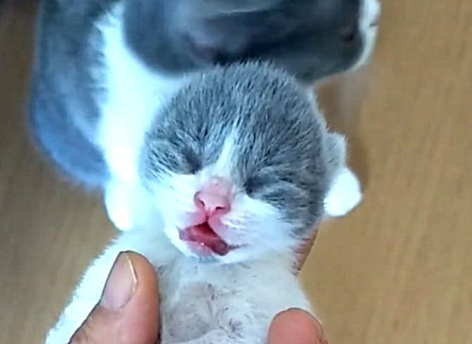 主人用力掐住小奶猫,母猫以为孩子要被捏死,表情太惊恐了