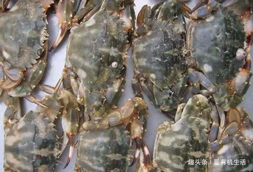 涨知识了！虾蟹类海鲜大全，你认识几个？
