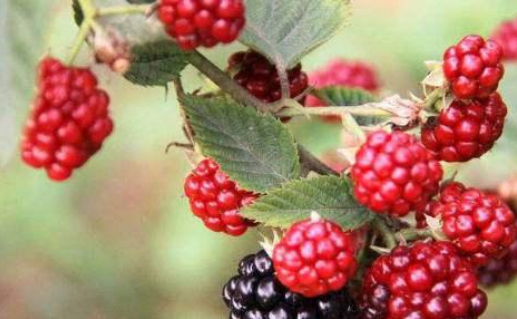 生长在山上的"鸡屎泡",童年的回忆,如今营养价值被发现