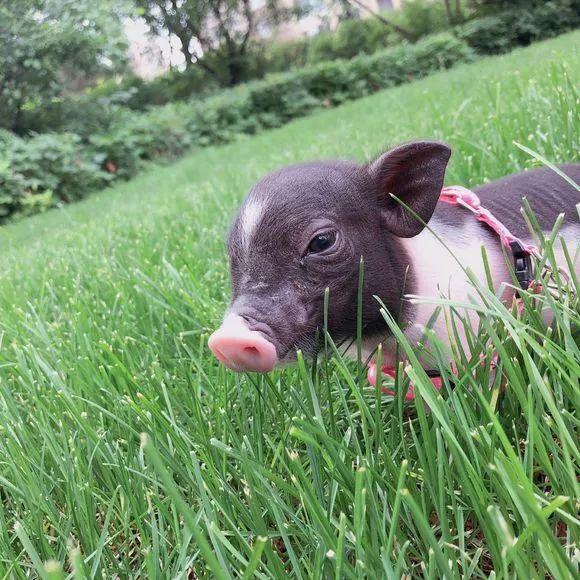 巴马小香猪成宠物猪摆脱烤乳猪命运后为村民提供脱贫新方法