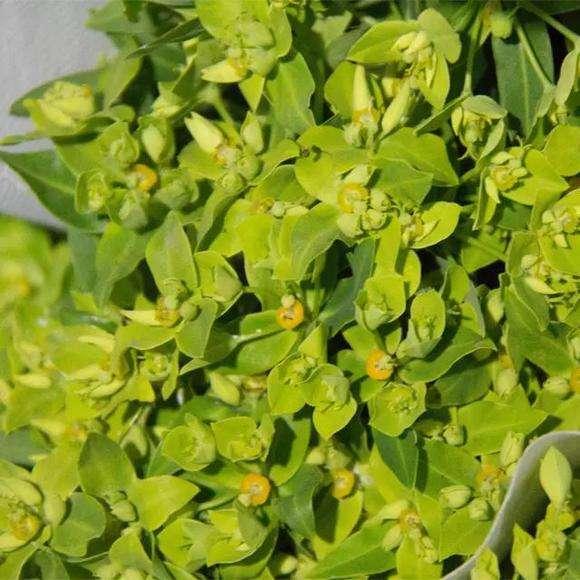 农民口中的"叶上黄金",过去遇到都不敢碰,没想到它这么珍贵