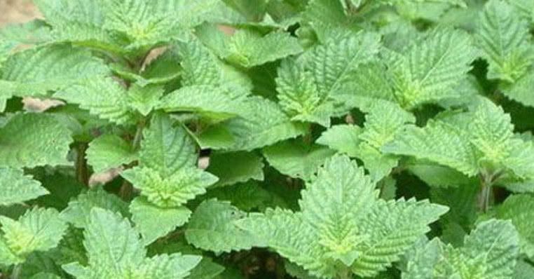 有些地方还叫他玉如意,山薄荷,野仙人草,小叶仙人草等等.