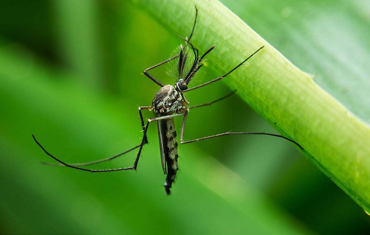 原来蚊子之所以嗡嗡嗡是想搞事情啊网友长知识了