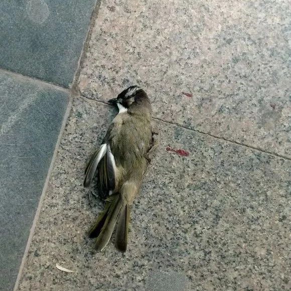 市区又现弹弓伤鸟事件 细思极恐:万一伤了人可咋好