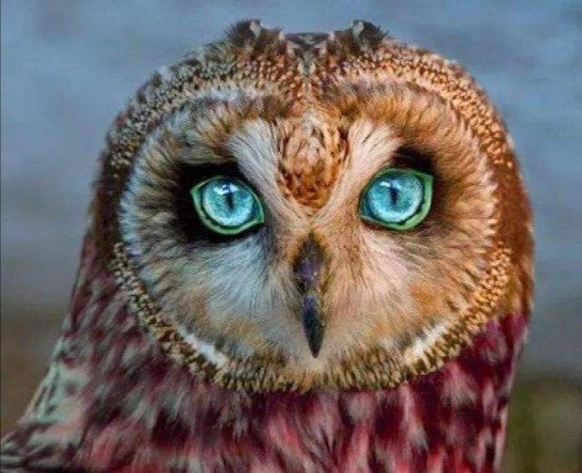 猫的眼睛夜里会像夜明珠一样发光,是有荧光物质吗?人眼为啥不会