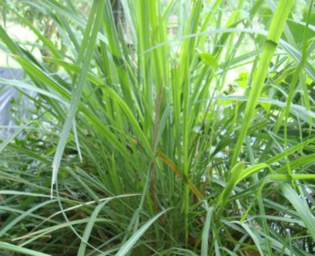 嫩杆可以吃也可以当药材用|香茅|茅草|香味_新浪新闻