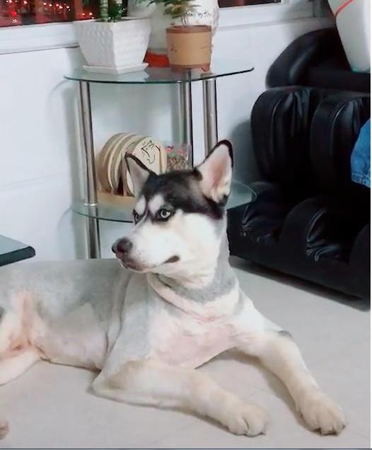 怪异|哈士奇|主人_新浪新闻