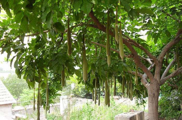 农村以前看不上的果子,自从发现美容养颜后,一斤涨到好几百元了