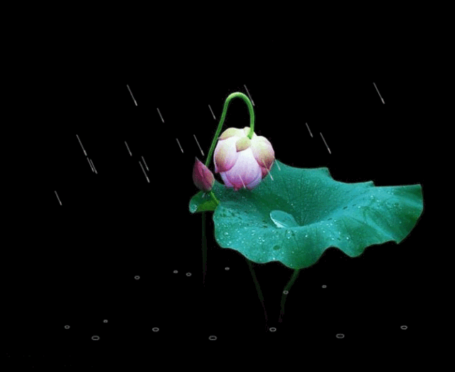 640_523gif 动态图 动图