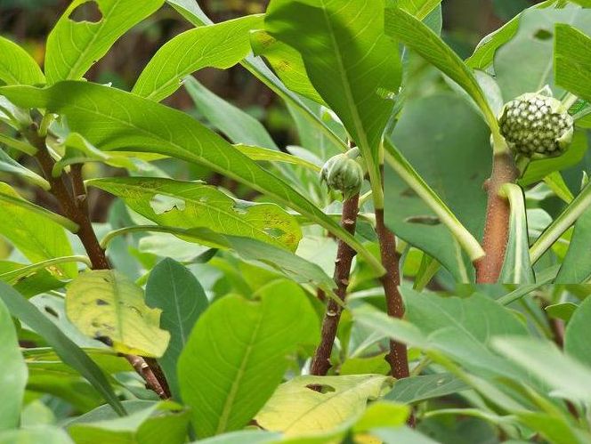 "马蹄金"又叫黄金葛,藤芋,石柑子,绿萝藤长数米,节间有气根,随生长