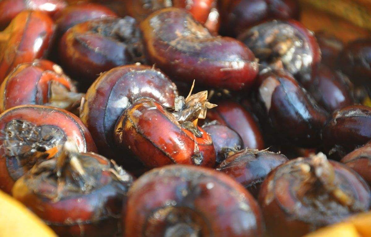 荸荠种植怎么样才能实现高产呢这几点实用技术要掌握