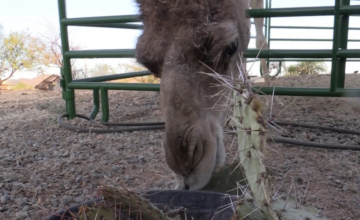 骆驼|仙人掌|沙漠_新浪新闻