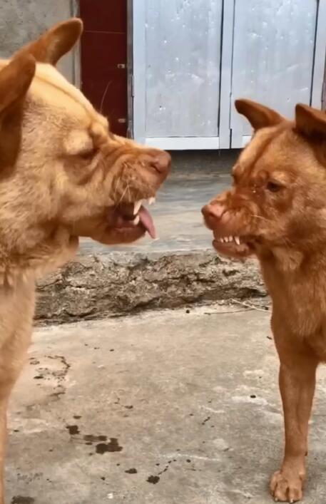 两只中华田园犬大黄和小黄战争斗智斗勇文雅而不失趣味