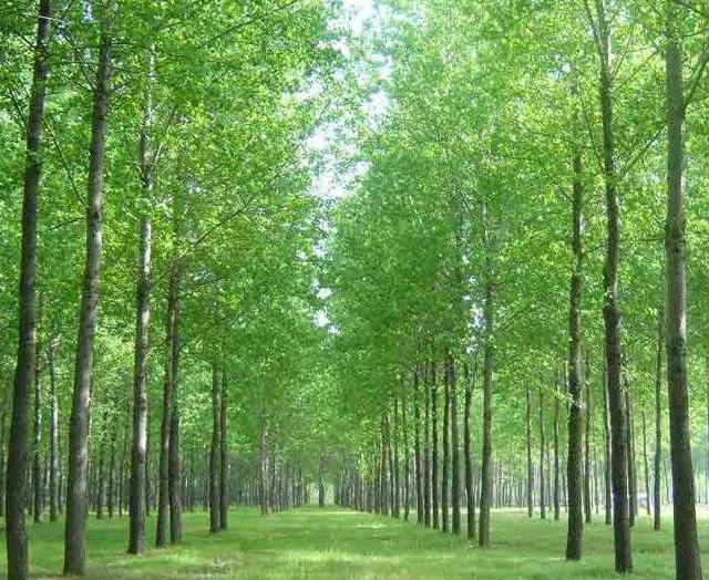 土耳其杨树生长速度图片