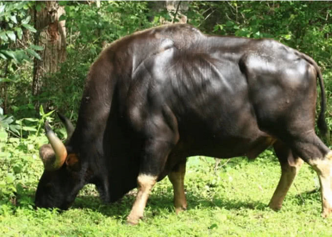 世界上最强壮的牛浑身铜皮铁骨堪称牛魔王连老虎见了都要逃跑