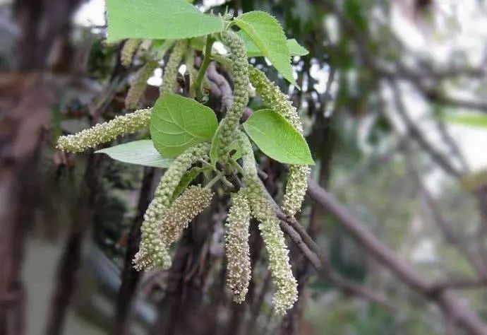 这野味繁殖能力强,采摘期仅有半个月,肉嫩有嚼劲,做蒸菜很好吃|构树