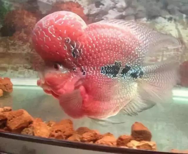 元宝罗汉鱼:体型圆滚娇小可爱,怎么能够不喜爱?