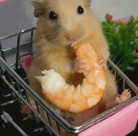 金丝鼠吃小龙虾,可爱表情萌萌哒,好想养一只|小龙虾|金丝鼠|小老鼠