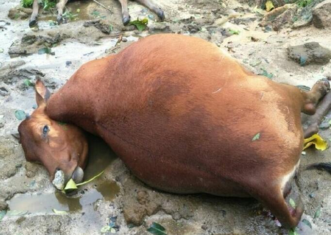 牛妈妈们遭雷击残忍死去,眼神极度痛苦凄凉,着实令人痛心