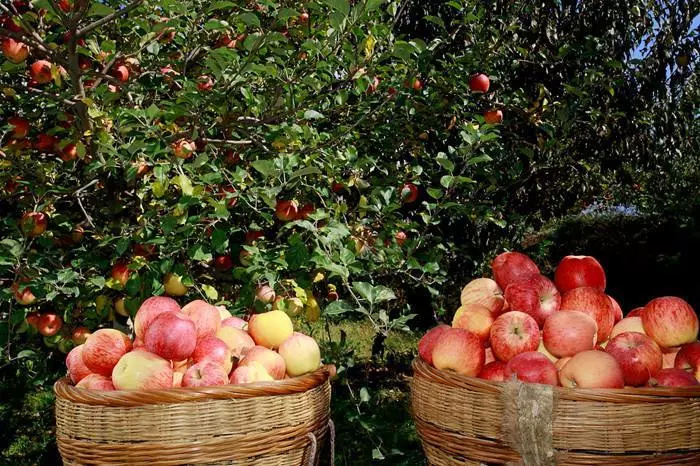 长清老师儿准备迎接小城一年中最美的季节吧