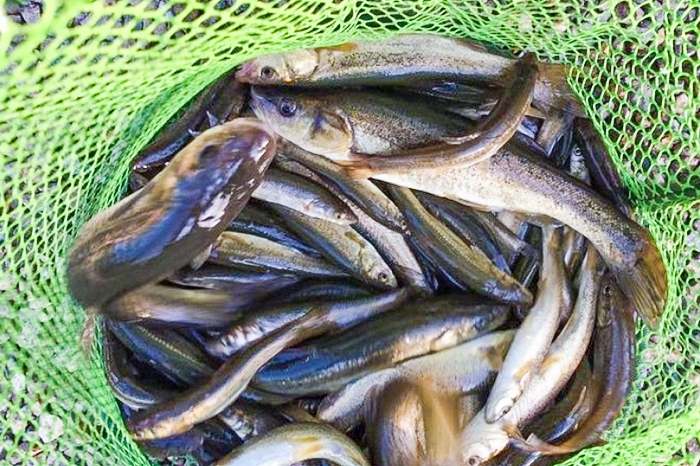 东北河里的奶包子常错认为餐条鱼个头虽小却是鱼中珍品