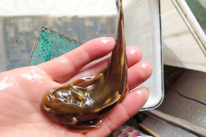 它酷似黄辣丁,以前翻开石头就抓到,如今成稀罕货800元一斤