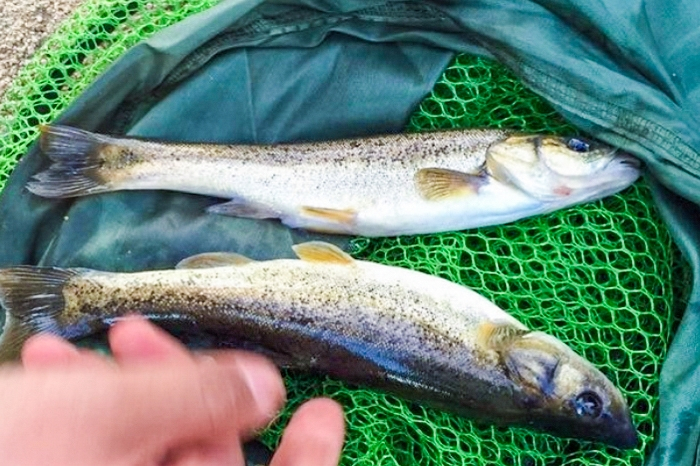 东北河里的奶包子常错认为餐条鱼个头虽小却是鱼中珍品