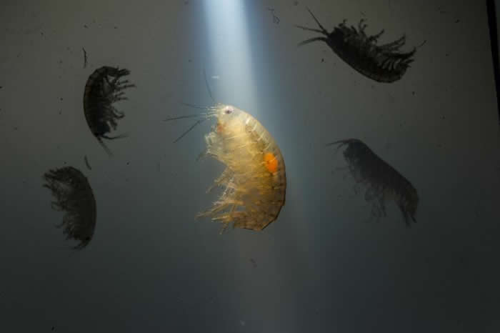 昆虫棘头虫病毒和真菌哪一种可以控制人类变成僵尸