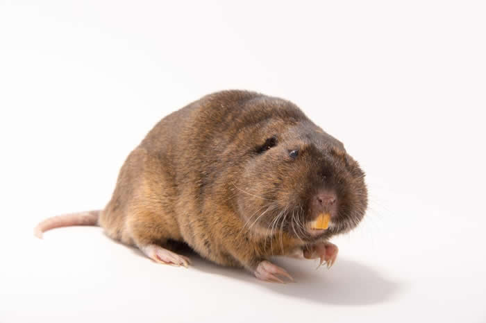 用颊囊外带食物的厚脸皮动物鸭嘴兽蝙蝠猴子啮齿类